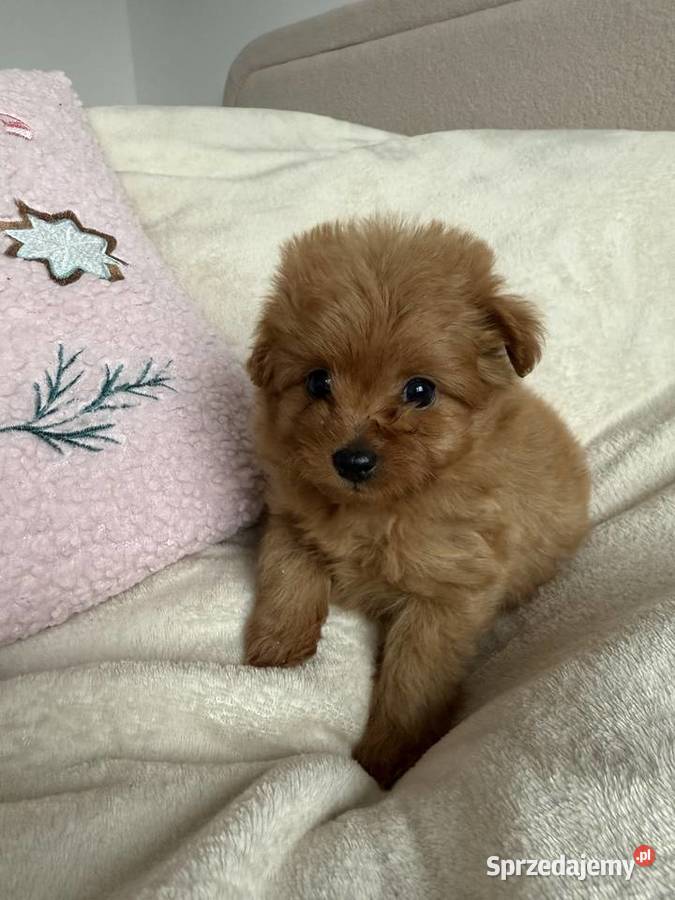 POMAPOO szpic miniaturowy pudel toy suczka łódzkie Rębieskie