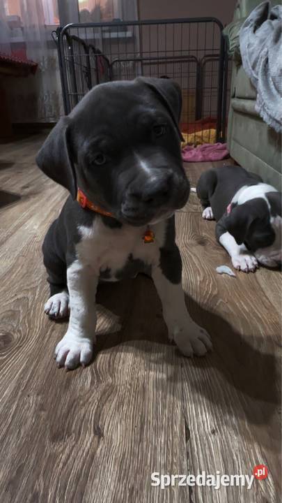 Piękne szczeniaki rasy American Staffordshire