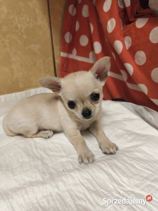 Sunia Chihuahua FCI Laskowice