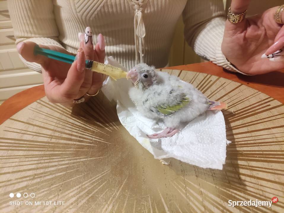 Rudosterki ręcznie karmione sprzedam łódzkie Zgierz