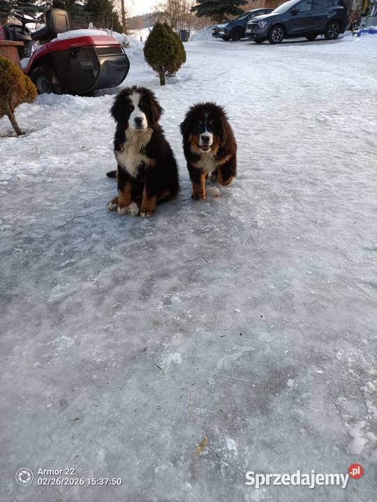 Piesek Berneński Pasterski Berneński Pies Pasterski Jeleniewo