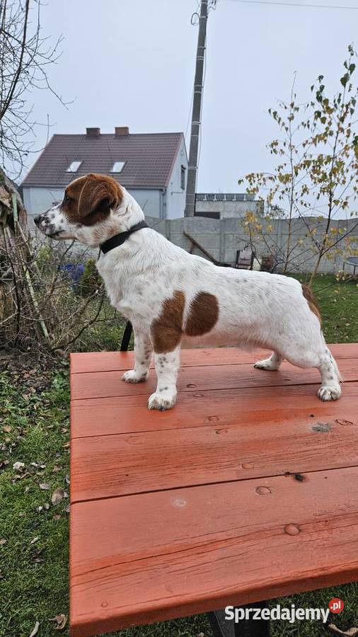Jack russell terrier pies Gostyń