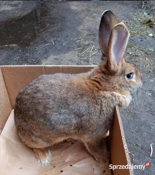 Królik dorosły samiec Dębicze
