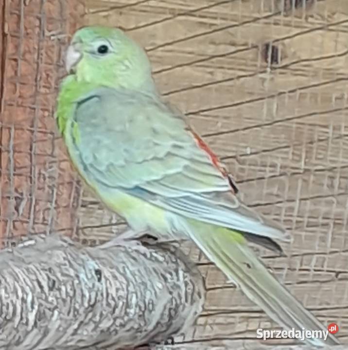 Samce świergotki zmienią woliere małopolskie