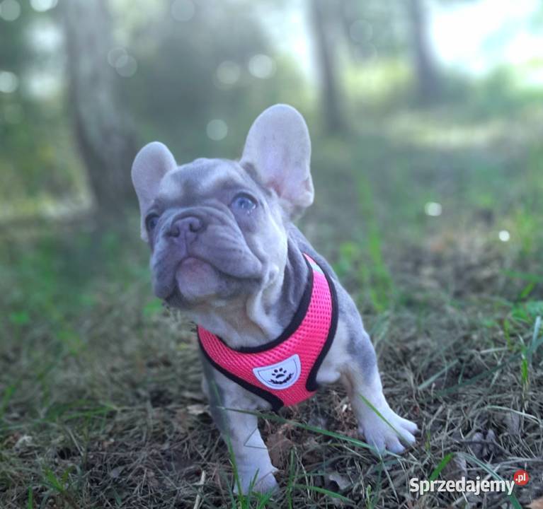 Buldog francuski liliowa suczka sprzedam