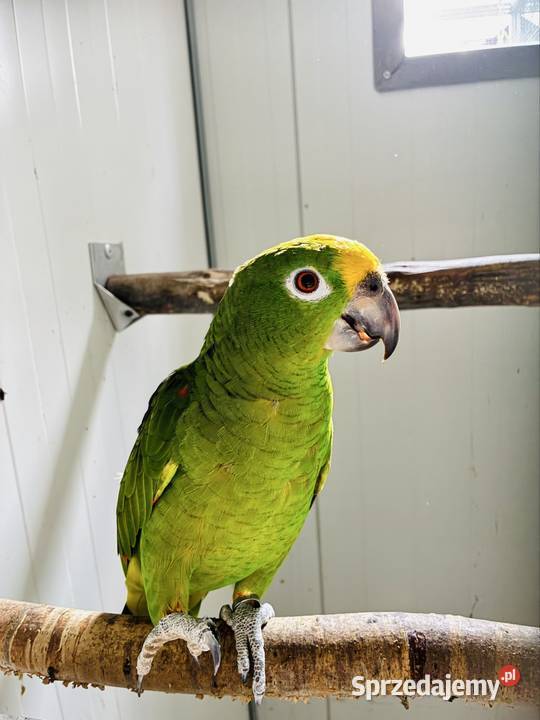 Amazonka surinamska samiec 2018r wielkopolskie Koło