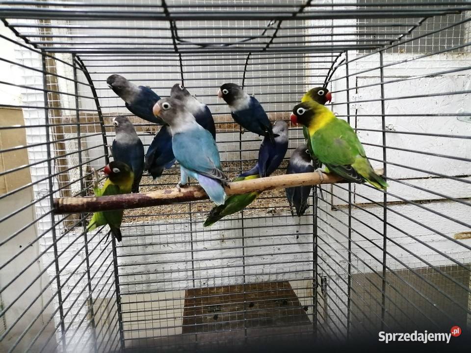 Nierozłączki czarnogłówki Ostrów Wielkopolski