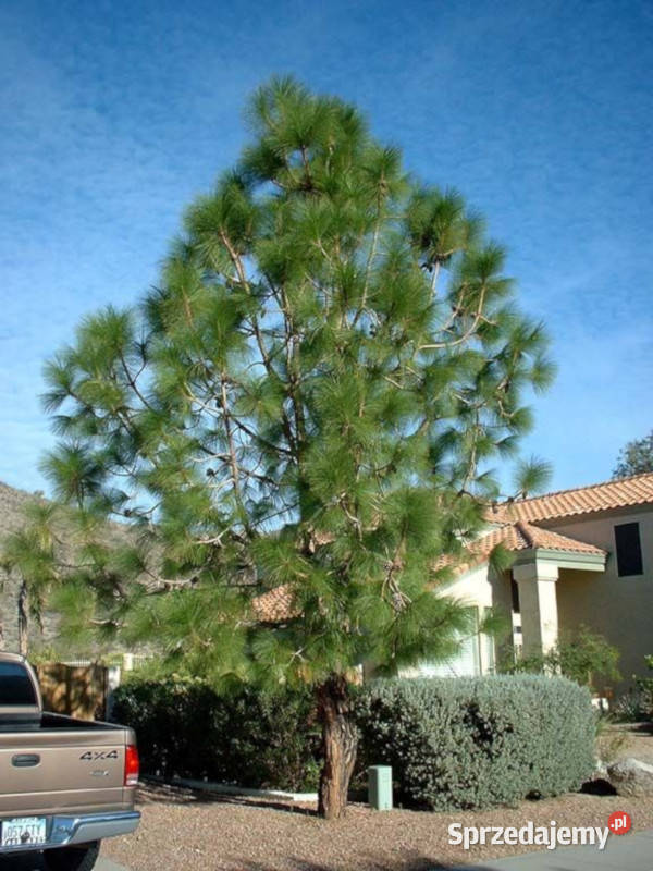 SOSNA ROXBURGHII Pinus roxburghii NASIONA 100g kujawsko-pomorskie