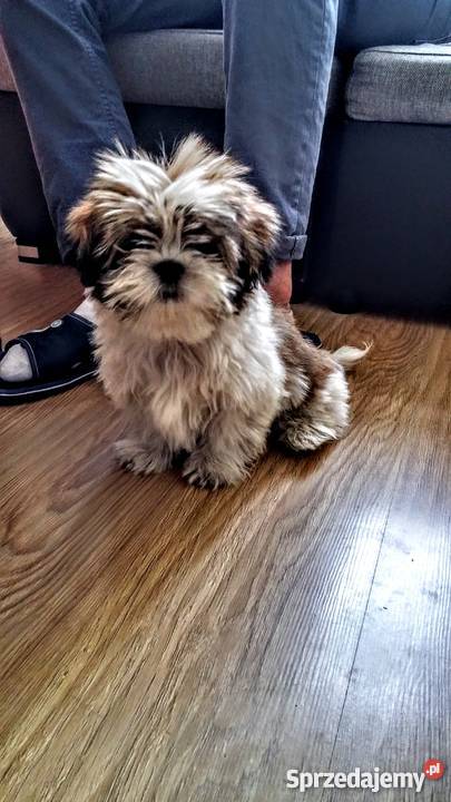 Shih tzu tricolor 45 miesięczny łódzkie Łódź