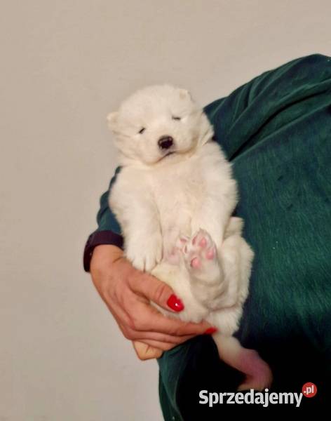 Rasowe szczeniaczki Samoyed Hodowla Pola Iława