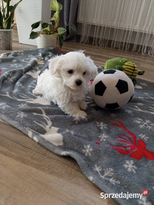 Maltańczyk szczeniaczek podkarpackie Dębica