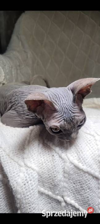 Niebieska koteczka Sfinks na Hodowle Warszawa