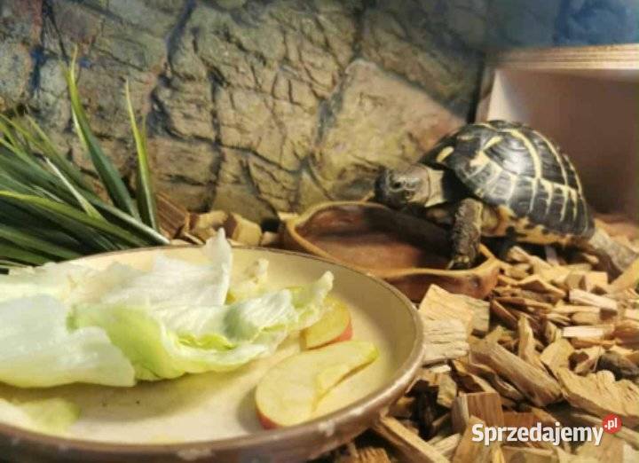 Sprzedam żółwia i terrarium kujawsko-pomorskie Toruń sprzedam