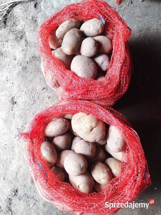 Ziemniaki LORD w workach 3050 Rzeszów