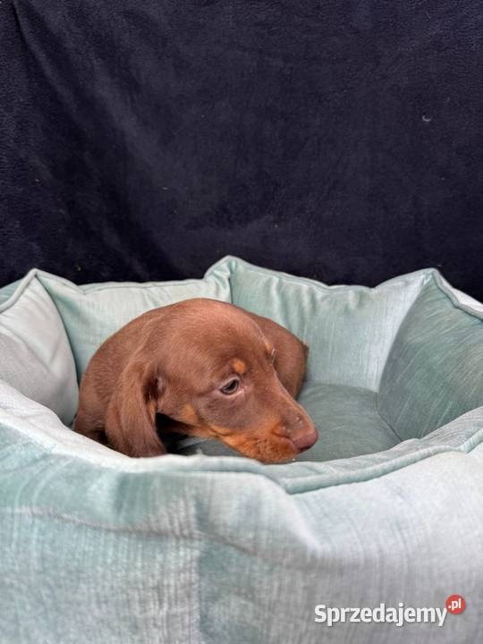 jamnik miniaturowy choco tan zachodniopomorskie Szczecin