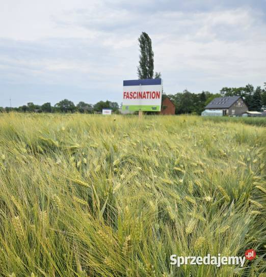 Jęczmień ozimy SU FASCINATION NOWOŚĆ Top Farms Piaseczno