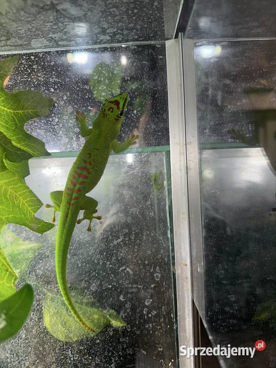 Felsumy madagaskarskie Grandis Gostkowo