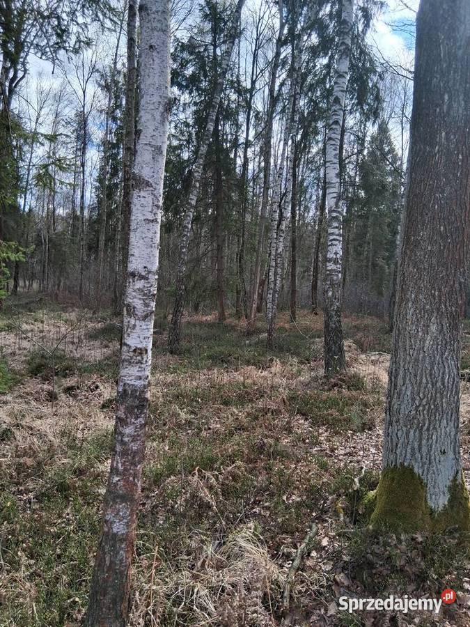 Działka leśna Nowe Żukowice