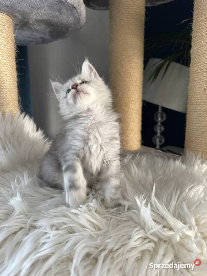 Kocurek Armani Maine Coon Nowa Wieś Lęborska