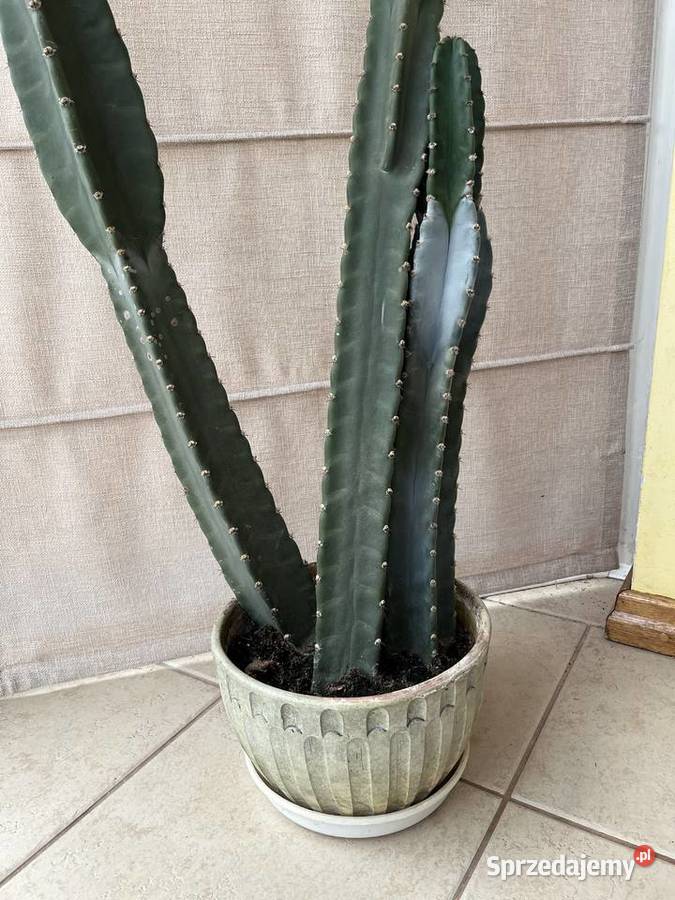 Kaktus 2m niezwykły olbrzym MEXICO okazja Gdańsk pomorskie sprzedam