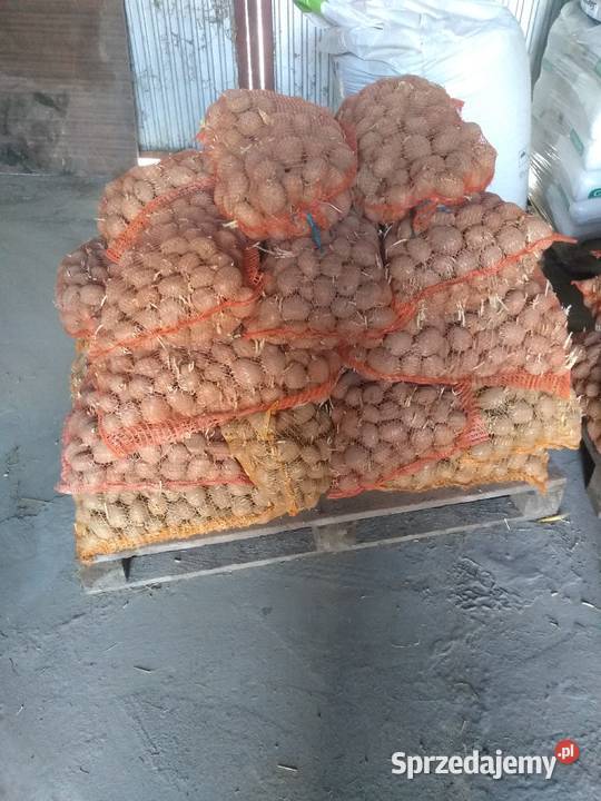 Sprzedam ziemniaki sadzeniaki Soraya