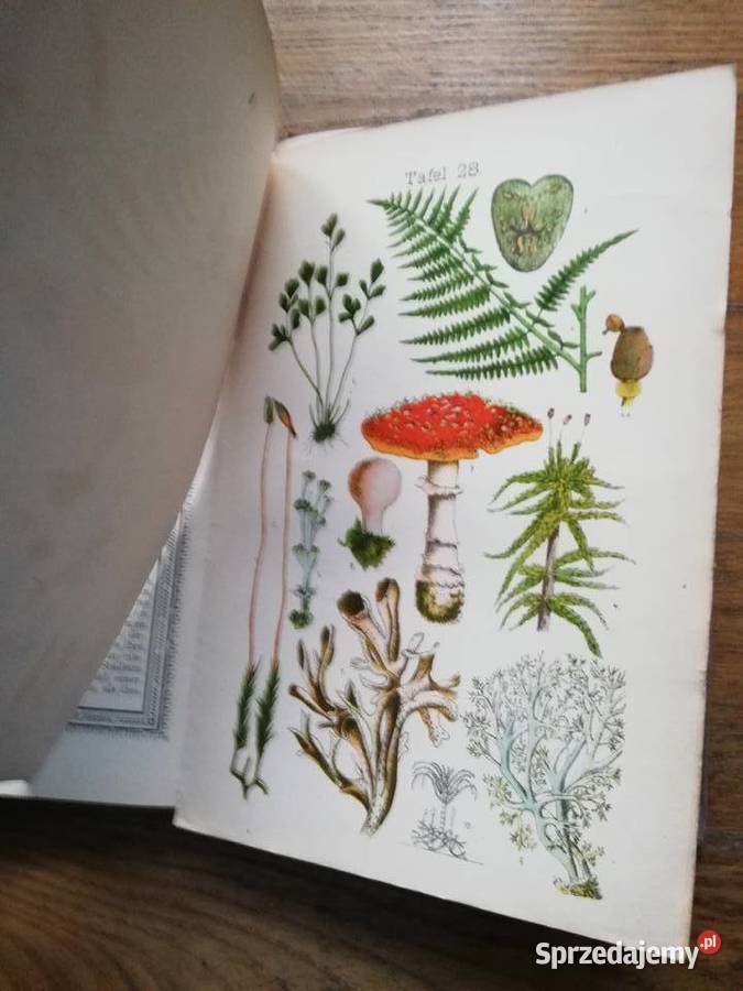 Der Pflanzenfreund Kraków