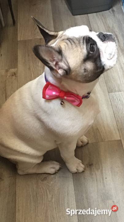 Buldog Francuski Buldog Buldog