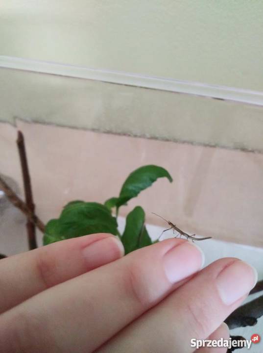 Patyczaki indyjskie młode Pozostałe Sułkowice