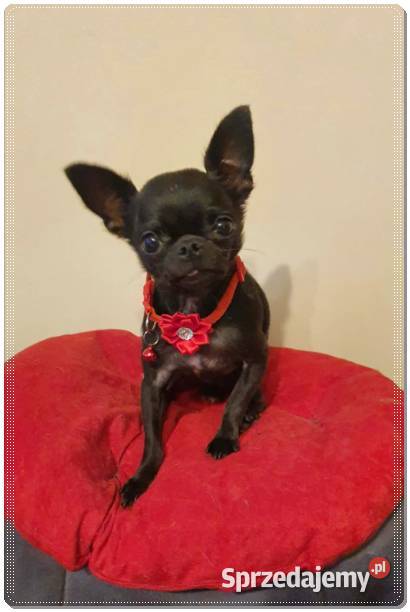 Maleńki Chihuahua Franio śląskie Częstochowa