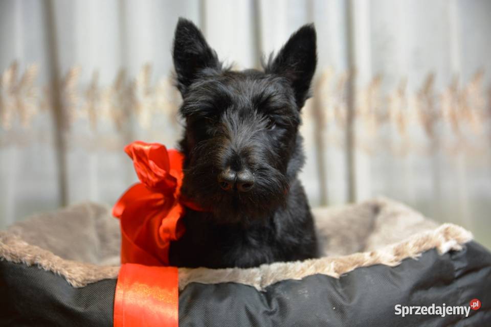 Terrier Szkocki rasowa suczka 4mce rodziny ZKwP Mińsk Mazowiecki