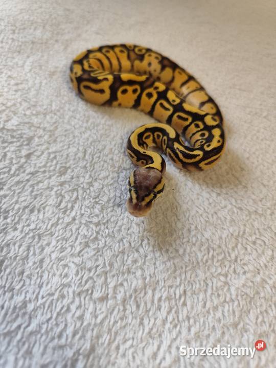 Samczyki Pastel poss Yb Gady i płazy Pruszków sprzedam