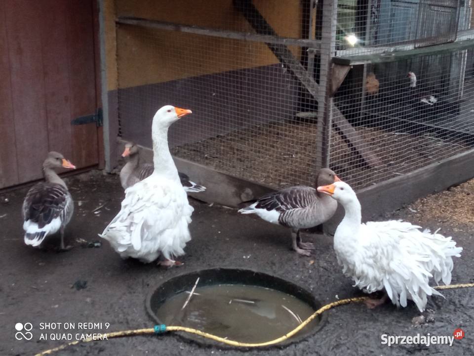 Gęsi sewastopolskie lokowane para wysyłam Zamość