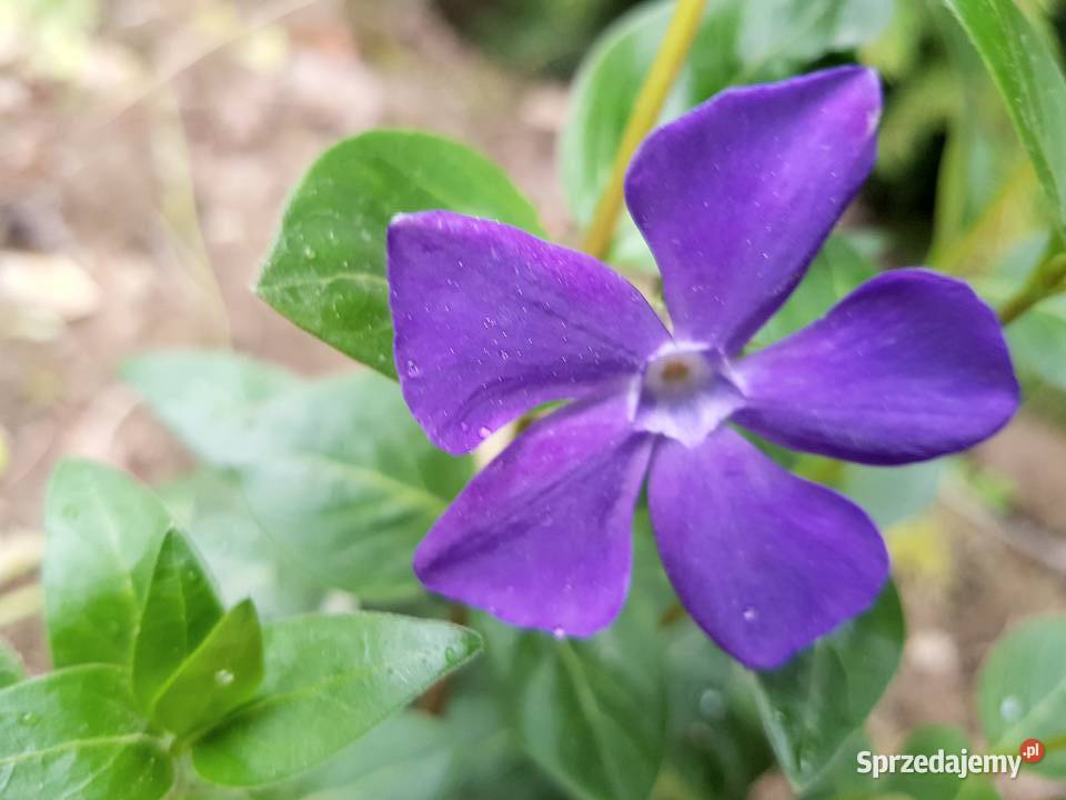Barwinek pospolity Duże sadzonki Liściaste sprzedam