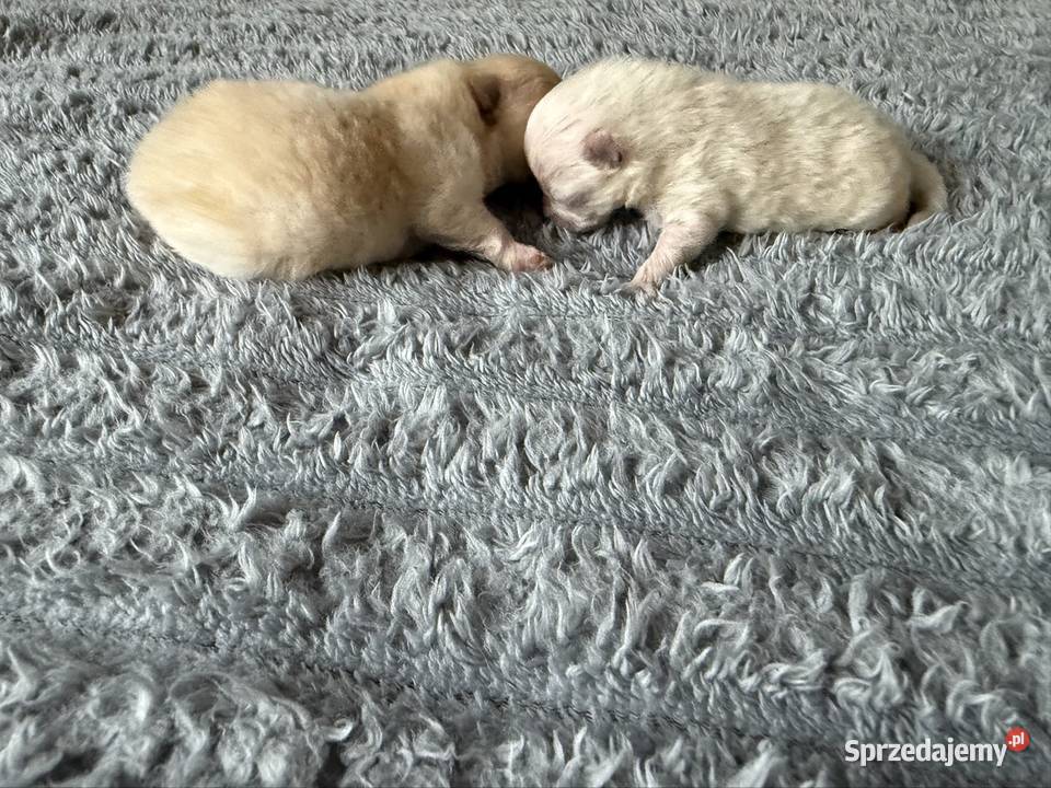 Szpic miniaturowy pomeranian Gliwice