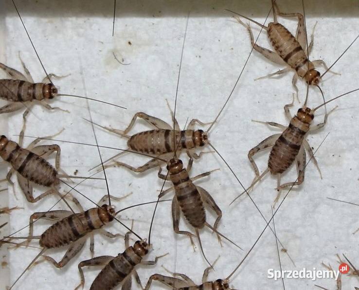 Małe świerszcze bananowe wylęg 100ml 35mm Rzeszów sprzedam