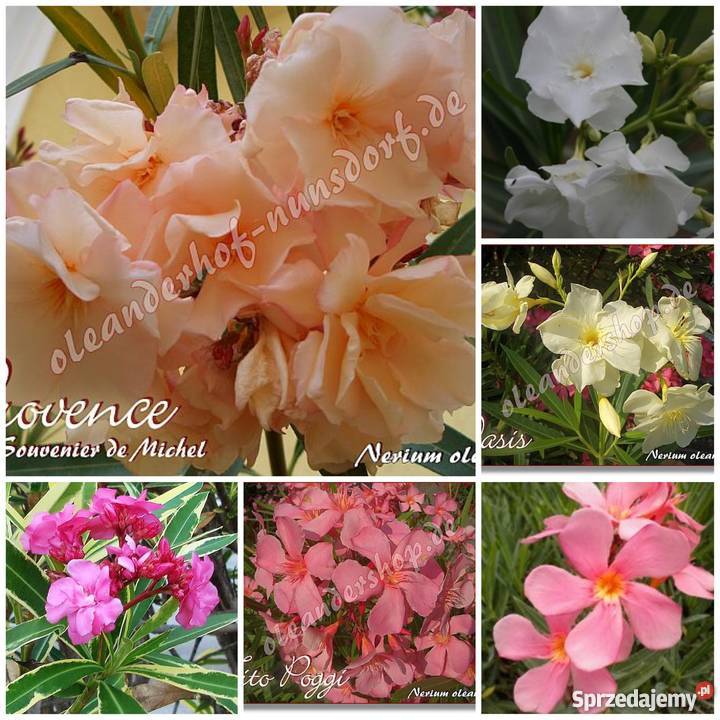 Sadzonki oleander sprzedam