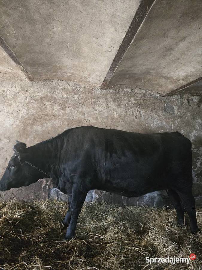 Krowa jałówka cielna Sąspów