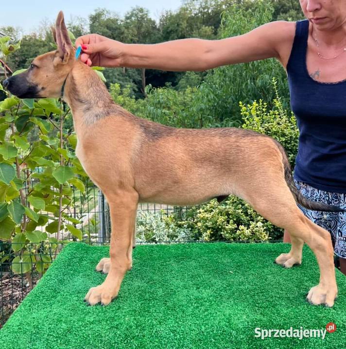 Pieski do Adopcji Radomsko