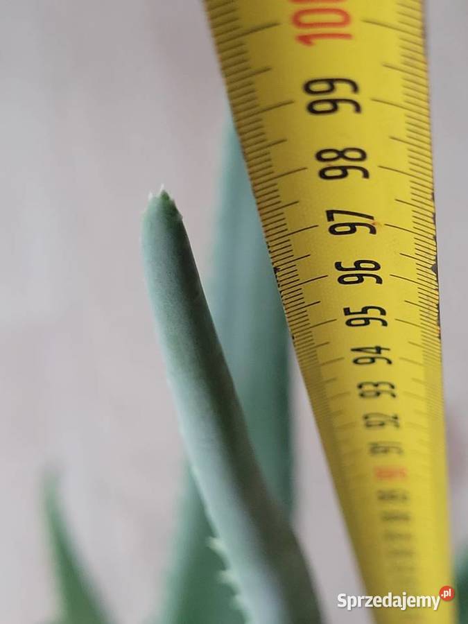 Aloes 100 rozpiętości i wysokości z doniczką wielkopolskie Poznań