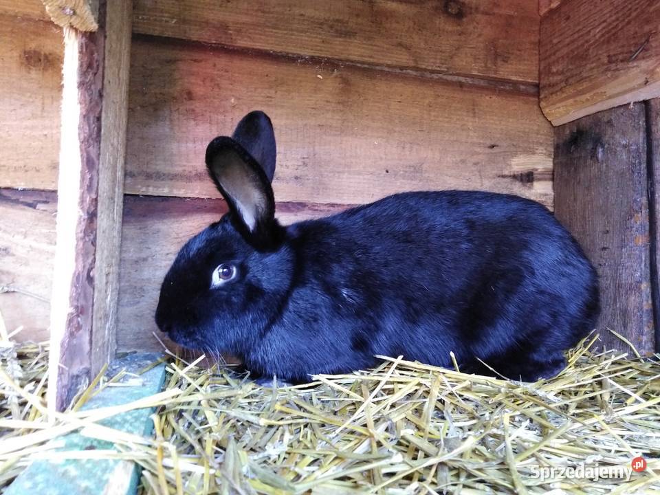 Srokacze Czarne Króliki Rasowe Samiczki i Samce Milejów