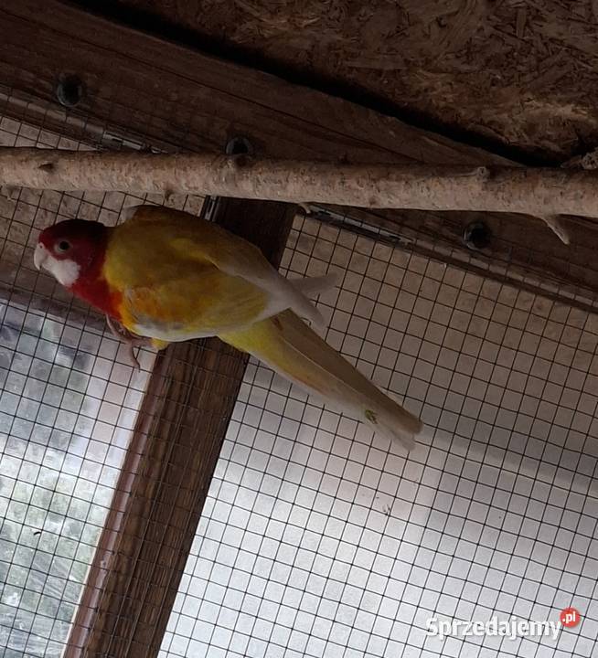 Rozella Białolica 2024 samiec śląskie