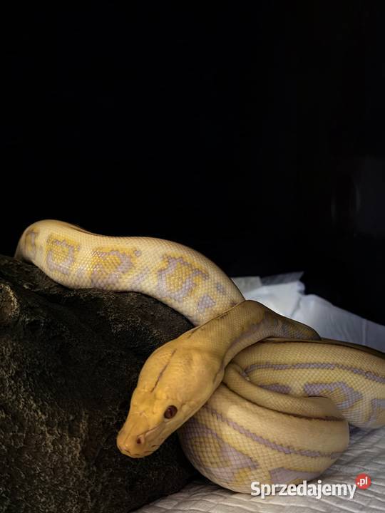Pyton siatkowy harlequin Purple albino Grodzisk Mazowiecki