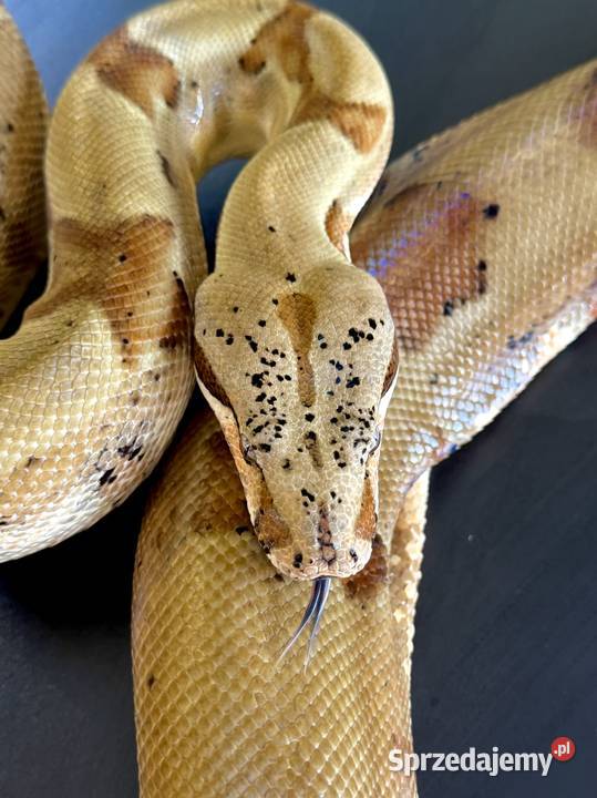Boa cesarskiBoa imperator Nie Boa dusiciel Gady i płazy Sosnowiec sprzedam