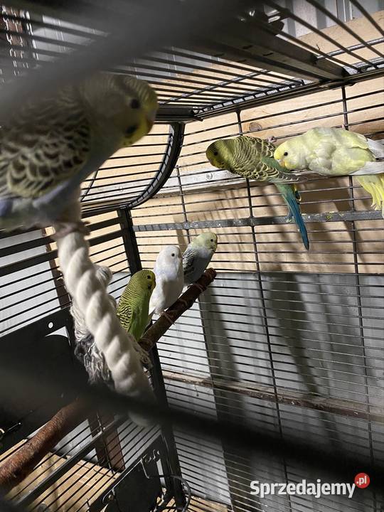 Papugi faliste Ptaki Damasławek