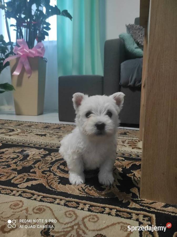 Szczeniaki West Highland White Terrier Rawa Mazowiecka