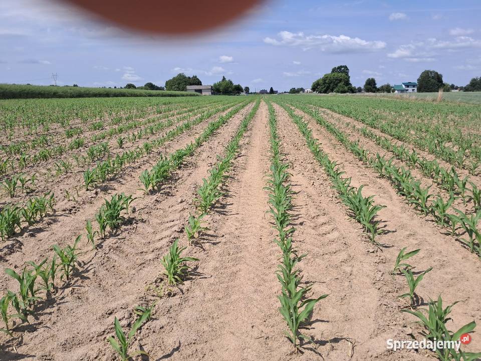 Siewnik do kukurydzy becker areomat lubelskie Lublin