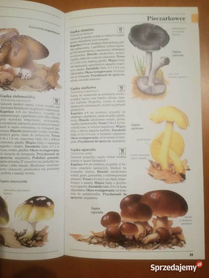 Grzyby Polski i Europy David Pegler Poradniki, albumy i reportaże Wrocław