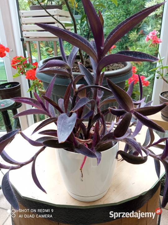 Setkrezja trzykrotka purpurowa filetowa Nowy Sącz