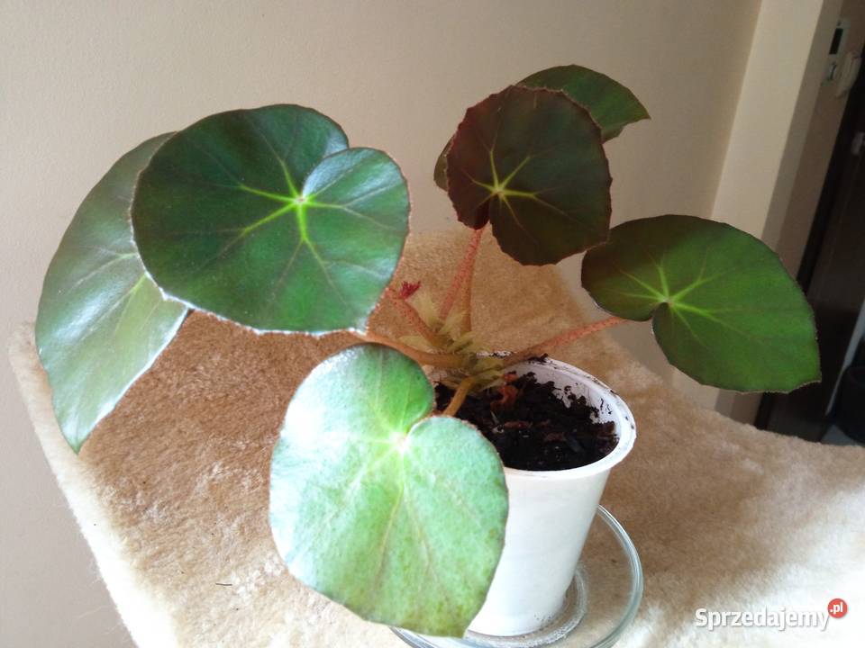 A może fiołka begonię Białystok