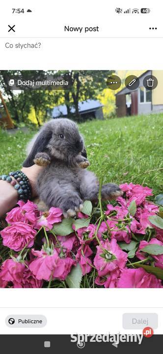 Królik miniaturka mini lop karzełek Kraków
